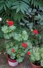 Scarlet Rambler