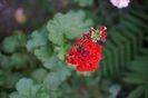 Scarlet Rambler