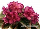 BUCKEYA CRANBERRY SPARKLER