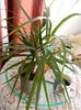 Dracena