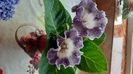 Tigrina  blue