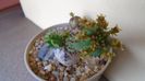 Euphorbia tubiglans