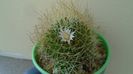 Mammillaria decipiens ssp. camptotricha