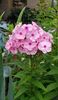 Phlox