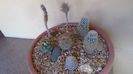 Grup de 7 Turbinicarpus
