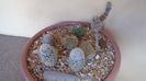 Grup de 7 Turbinicarpus