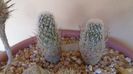 Turbinicarpus subterraneus v. zaragosae, 2 ex.