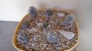 Grup de 7 Turbinicarpus