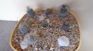 Grup de 7 Turbinicarpus