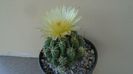 Thelocactus leucacanthus