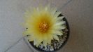 Thelocactus leucacanthus