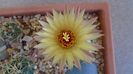 Coryphantha maiz-tablasensis