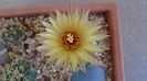 Coryphantha maiz-tablasensis