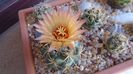Coryphantha maiz-tablasensis
