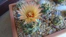 Coryphantha maiz-tablasensis
