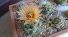 Coryphantha maiz-tablasensis