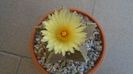 Astrophytum myriostigma