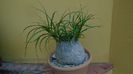 Beaucarnea recurvata