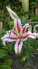 lilium orientale "Dizzy"