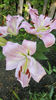 lilium orientale "Josephine"