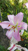 lilium orientale "Josephine"