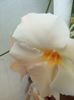 Dipladenia