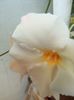 Dipladenia