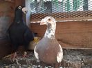 Fem brown bobată 2019 cu masc negtu 2017