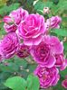 20200726_074854(0)