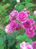 20200726_074849(0)