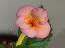 Achimenes Brandy Time