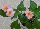 Achimenes Brandy Time