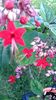 CLERODENDRUM  SPECIOSUM