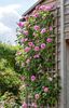 Gertrude Jekyll (urcator) 70