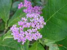 achillea Pretty Belinda