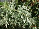 sambucus nigra Pulverulenta
