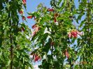 acer tataricum