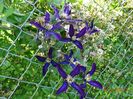 clematis Noora