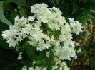 hydrangea arb. Hayes Starburst
