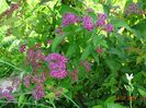 spiraea Froebelii