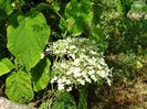 hydrangea arb. Golden Annabell