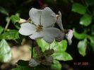 seedling