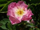 The Lady's Blush