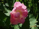 The Lady's Blush