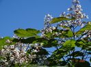 catalpa purpurea