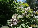 catalpa purpurea