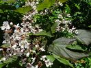 catalpa purpurea