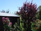 Purple Splash, prunus cerasifera Nigra