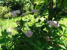 hydrangea arb. Pink Pincushion