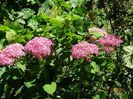 hydrangea arb. Pink Annabell